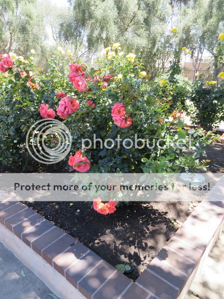 photo IMG_0614_zps6f5fe6c5.jpg